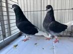 Amsterdamse Baardtuimelaars, Dieren en Toebehoren, Vogels | Duiven, Meerdere dieren, Overige soorten