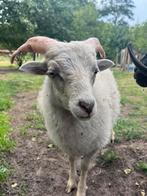 Ouessant schaap (ram lam) Cain, zoekt een nieuwe wei, Dieren en Toebehoren, Schapen, Geiten en Varkens, Mannelijk, Schaap, 0 tot 2 jaar