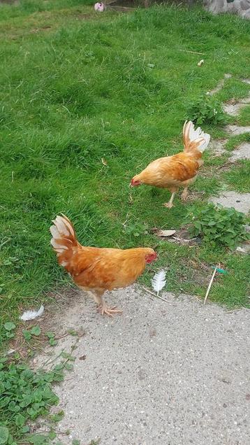 4 jonge hanen  beschikbaar voor biedingen