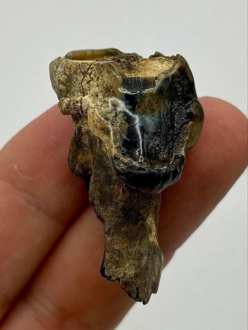 Premolaar Hexaprotodon (Nijlpaard) beschikbaar voor biedingen