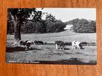 Arnhem. Grote weide, Sonsbeek. 1958., Ophalen of Verzenden, 1940 tot 1960, Gelopen, Gelderland