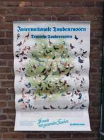 Geïllustreerde sierduivenposter duiven sierduiven rassen, Rechthoekig Staand, Deurposter of groter, Ophalen of Verzenden, Zo goed als nieuw