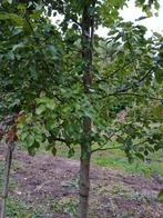 Wilde perenboom/ pyrus communis hoogstam, Overige soorten, Lente, 400 cm of meer, Ophalen