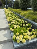Top 10 Pluimhortensia diverse met 2 planten in één pot, Ophalen, Overige soorten, Volle zon
