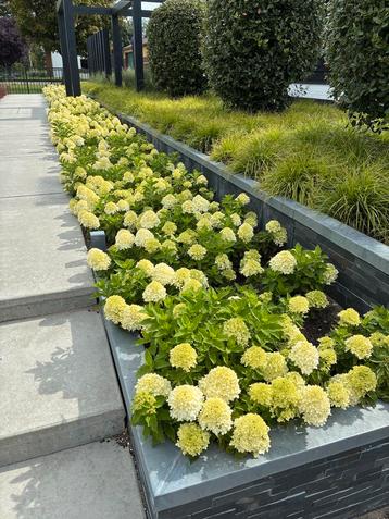 Top 10 Pluimhortensia diverse met 2 planten in één pot beschikbaar voor biedingen
