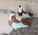 Felegyhazer tuimelaars koppel, Meerdere dieren, Tuimelaar of Roller