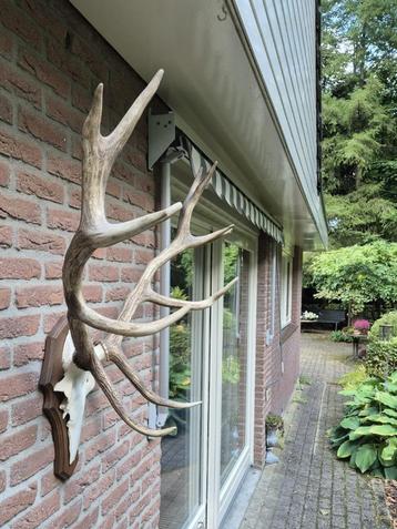 Prachtig Edelhert Gewei van het NP De Hoge Veluwe  d61 beschikbaar voor biedingen