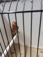 Roodmus man, Dieren en Toebehoren, Vogels | Kanaries, Mannelijk, Kleurkanarie