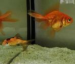 2 goudvissen., Dieren en Toebehoren, Vissen | Aquariumvissen