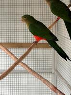 Koningsparkiet man 2025, Mannelijk, Parkiet