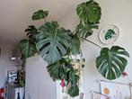 Monstera Deliciosa, Ophalen, Overige soorten, Minder dan 100 cm