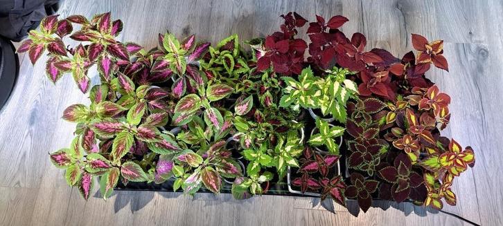 Mooie Coleusplanten, ook wel bekend als siernetels., Huis en Inrichting, Kamerplanten, Minder dan 100 cm, Halfschaduw, Ophalen