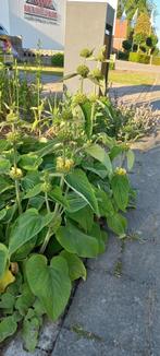 Phlomis russeliane, brandkruid, etageplant, 2,00 euro, Volle zon, Vaste plant, Zomer, Ophalen