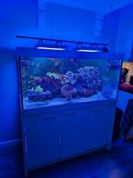 Mooi compleet zeeaquarium ( Neptune systems Apex), Dieren en Toebehoren, Vissen | Aquariumvissen, Overige typen, Zoutwatervis
