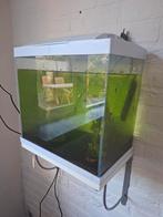 Aqurium 35 x22 x 37 met 10 jonge ancistrus algeters, Ophalen, Leeg aquarium