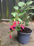 Winterharde fuchsia, Tuin en Terras, Planten | Tuinplanten, Ophalen, Zomer, Vaste plant, Halfschaduw