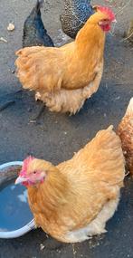 Jonge orpington hanen groot, Dieren en Toebehoren, Pluimvee, Mannelijk, Kip