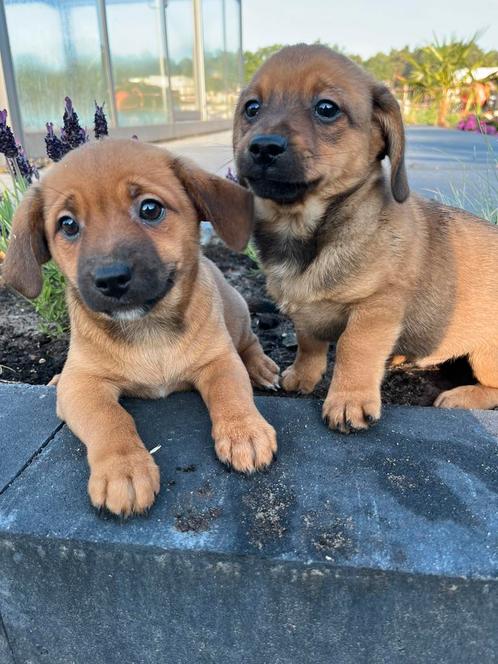 Leuke teckel mix, Dieren en Toebehoren, Honden | Chihuahua's en Gezelschapshonden, Meerdere dieren, Overige rassen, Fokker | Professioneel