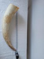 Watusi Hoorn - Uniek & Lichtgewicht - 63/70cm, Ophalen of Verzenden