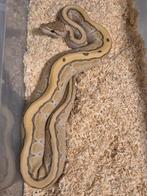 Python regius butter pinstripe desert ghost man, Slang, 0 tot 2 jaar