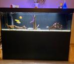 Aquarium 180x60x60 cm, Dieren en Toebehoren, Ophalen, Gebruikt, Gevuld zoetwateraquarium