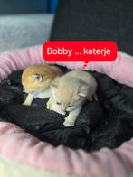Britse korthaar golden ( ouders met stamboom), Dieren en Toebehoren, Kater, Ontwormd, 0 tot 2 jaar