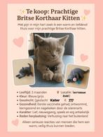 Te koop: Prachtige Britse Korthaar Kitten, Dieren en Toebehoren, Katten en Kittens | Raskatten | Korthaar, Kater, Ontwormd