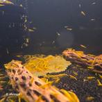 Gele | Yellow Fire Neon Backline Neocaridina-garnalen vz/afh, Kreeft, Krab of Garnaal, Zoetwatervis, Schoolvis