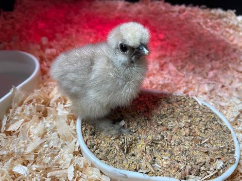 USA zijdehoen kuiken naakthals, Dieren en Toebehoren, Pluimvee, Kip, Geslacht onbekend