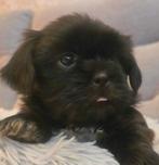 Zeer mooie , super speelse kleine boomer pups., Dieren en Toebehoren, Honden | Chihuahua's en Gezelschapshonden, Overige rassen