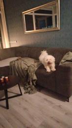 Gouden mandje gezocht, Dieren en Toebehoren, Honden | Chihuahua's en Gezelschapshonden, Rabiës (hondsdolheid), Eén hond, 3 tot 5 jaar