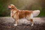 Golden retriever dekreu met stamboom, Dieren en Toebehoren, Honden | Dekreuen, Particulier, Rabiës (hondsdolheid), Buitenland