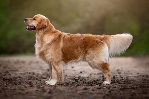 Golden retriever dekreu met stamboom, Dieren en Toebehoren, Honden | Dekreuen, Reu, Particulier, Eén hond, Buitenland, 1 tot 2 jaar