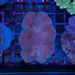 Tridacna Derasa | Zeeaquarium Doopvont, Overige typen, Zoutwatervis