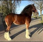 Shires te koop alle leeftijden  merries hengsten ruinen, Dieren en Toebehoren, 175 cm of meer, Gechipt, Niet van toepassing, 0 tot 2 jaar