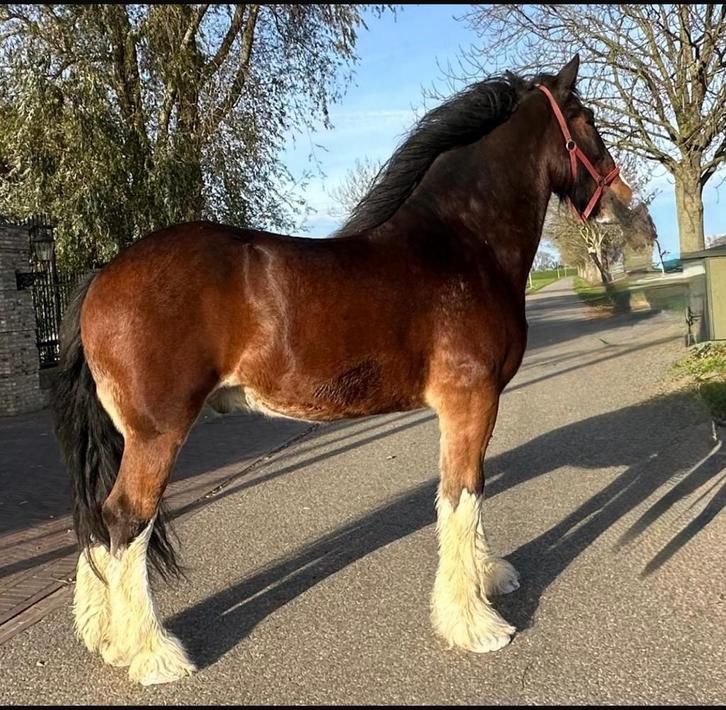 Shires te koop alle leeftijden  merries hengsten ruinen, Dieren en Toebehoren, Paarden, Meerdere dieren, Niet van toepassing, 175 cm of meer