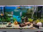 170liter juwel aquarium met 1000liter eheim pomp, Ophalen, Zo goed als nieuw, Gevuld zoetwateraquarium