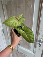 Syngonium Confetti - Pijlplant, Ophalen of Verzenden