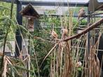 4 Baardmannetjes EK 2025, Dieren en Toebehoren, Meerdere dieren, Wildzangvogel, Geringd