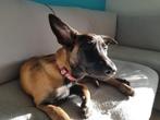 Mechelse Herder Adoptie, Dieren en Toebehoren, Particulier, 15 weken tot 1 jaar, Buitenland, Teef