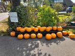 Prachtige oranje pompoenen te koop!, Tuin en Terras, Planten | Tuinplanten, Ophalen, Volle zon, Groenteplanten, Eenjarig