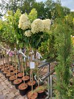 Pluimhortensia op stam, Tuin en Terras, Planten | Bomen, Ophalen, Zomer, Volle zon, 100 tot 250 cm