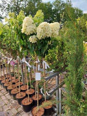 Pluimhortensia op stam beschikbaar voor biedingen