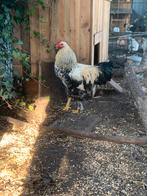 Prachtige brahma haan junior, Dieren en Toebehoren, Pluimvee, Mannelijk, Kip