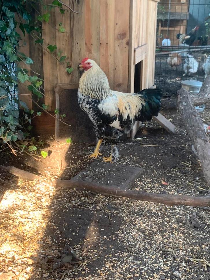 Prachtige brahma haan junior, Dieren en Toebehoren, Pluimvee, Kip, Mannelijk