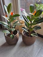Ficussen, Huis en Inrichting, Ophalen, Halfschaduw, Minder dan 100 cm
