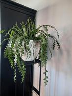 Prachtige plant met pot, Ophalen, Overige soorten, Minder dan 100 cm
