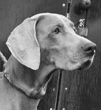 Puppy's uit liefdes nestje (Weimaraner * kruising Aussie), Dieren en Toebehoren, Overige rassen, CDV (hondenziekte), 8 tot 15 weken