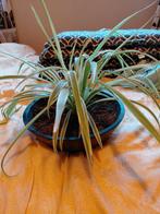 Plant en bloempot, Rond, Ophalen of Verzenden, Aardewerk, Minder dan 40 cm