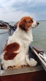 Kooiker dekreu gezocht, Dieren en Toebehoren, Reu, Eén hond, 3 tot 5 jaar, Nederland
